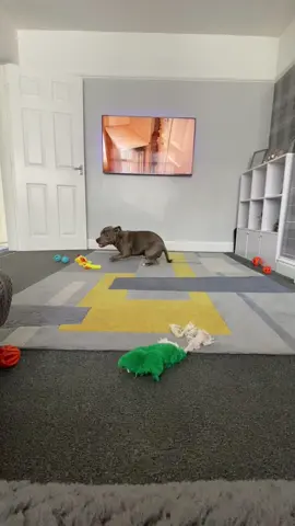 If you own a staffy you’ll know 🌪️🌪️🌪️😂😂😂#staff#zoomies #zoomiessss #zoomiesdog #zoomiesfordays #donuts #drifting #fyp #fypage #viraltiktok #staffysoftiktok #staffordshirebullterrier #bluestaffy #hurricane 