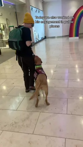 He’s doing so well lately, my little star 💛✨ #assistancedog #assistancedogintraining #heelwork #heeltraining #labrador #DogTraining #metrocentre #metrocentregateshead #foxredlab #newcastleupontyne #uk #fyp #disabled #disabilitytiktok #amblatorywheelchairuser #happydog #dogsoftiktok #labradorretriever #servicedogintraining #servicedog 