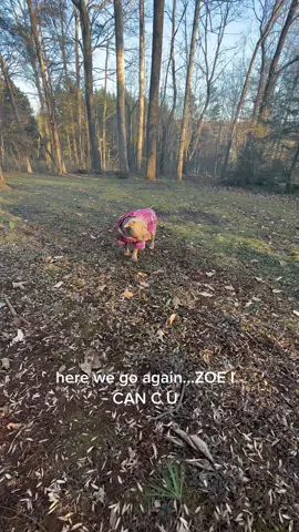 I can see you zoe…you’re not sneaky #dogsoftiktok #americanbullies #doggo #dogmom #funnydog #dogs #americanbully 