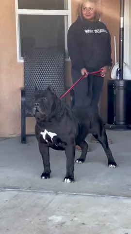 #bigboy #blackdog #bossykennels #bigdog #bigpitbull 