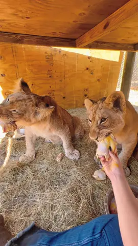 Hand feeding Sahara & Sarabi 🍗🦁 #NOTpets #lion #lions #lioncub #cubs #cub #goodeats #asmr #crunch #crunchy #chomp #bigcat #bigcats #cat #cats #foodcritic #Love #beautiful #amazing #stunning #animal #animals #fl #florida #fyp 