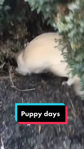 Puppy Maverick 