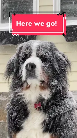 It’s been a wild first year on Tik Tok for Ivy, and she thanks you all for coming along for the ride! #bernesemountaindog #dog 