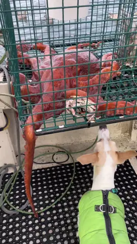 Pacific Giant Red Octopus Part #1 says hello to my dog #octopus #eel #fish #fishing #fishtok #fisherman #fishingtiktoks #fisher #fyp #oceanfishing #foryou #crab #crabs #rockcrab #santacruz #nationalgeographic #fishinglife #friendliestcatch #sustainable Fishing and crabbing on the friendliestcatch about Santa Cruz, California 
