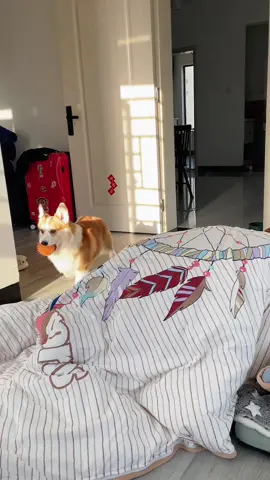 #corgi #coegisoftiktok #corgipuppy #corgivn 