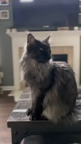 #CapCut #Meow #meowtrend #fypシ #blackcat #Mainecoon #catlovers 