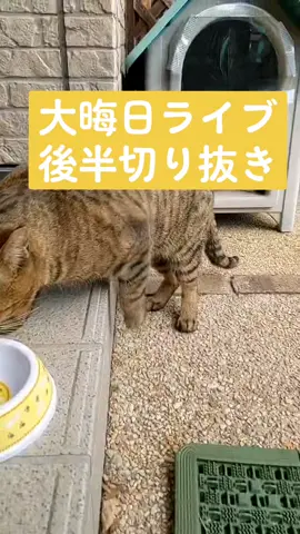 大晦日ライブの後半です😊#おしゃべり猫 #キジトラ #大晦日ライブ 