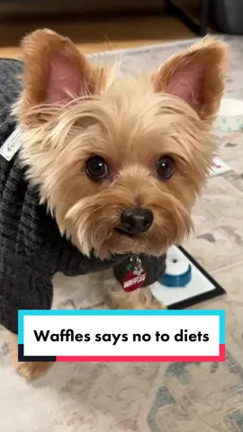 His face at the end!! #dietssuck #yorkies  . . . . cursing dog terrier, swearing tiktoks, Swearing videos, cursing dogs, Cursing dog on TikTok, cursing dog terrier, talking dog swearing, funny dog swearing, talking dog cursing, dog cursing with buzzers, cursing little dog