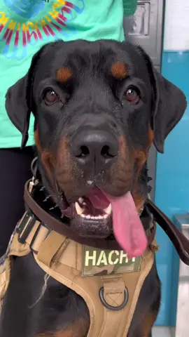 Rút tiền ATM có vệ sĩ 4 chân đứng hóng. An tâm rút 500k đi chơi coutdown rồi. #rottweiler #xuhuong #funnydog #pet #trending 