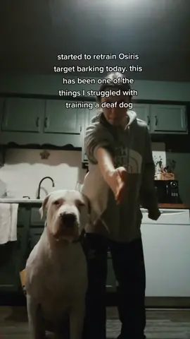 @ryethebrt here is a better video showing our progress in our training session today! thank you again, can't wait to see his progress in future sessions 😊#deafdogsrock #deafdogtraining #deafdogmom  #dogoargentinotraining #dogoargentino #dogoargentinopower #dogmom #DogTraining 