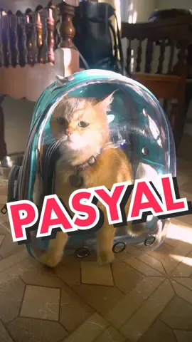 Namasyal kami ni #leet dito sa probinsya gamit ang maganda nyang pet carrier na backpack style. Sulit ang bili namin dahil nakakita sya ng baka for the first time. #fyp #petsup 