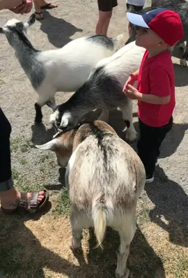 Those goats are vicious 😅 #funny #toddler #kids #fyp #foryou #pettingzoo #zoo #watchtillend #laughing #foryoupage #fypシ #canada #MomsofTikTok #follow #canadian #goat #eastcoast 