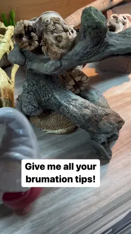 Brumation for the first time is scary! Im sure goung to miss my sweet little baby.  Are you experiencing brumation?   . . . . . #Animals #beardeddragon #beardeddragonbreeder #beardeddragonlife #beardeddragonlove #beardeddragonlover #beardeddragonofinstagram #beardeddragonoftheday #beardeddragons #beardeddragonsofig #beardeddragonsofinsta #beardeddragonsofinstagram #beardie #beardielove #beardiesofig #beardiesofinstagram #cute #dragon #exoticpets #lizard #lizards #lizardsofinstagram #Love #nature #pet #pets #petsofinstagram #pogonavitticeps #reptilelove #reptiles 