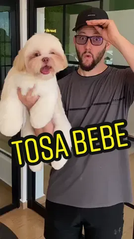 Gostaram do novo corte de cabelo dele ?  #banhoetosa #petlover #shihtzusoftiktok #foryou #fypシ 