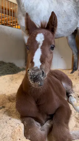 Foaling season is right around the corner… who’s ready?? 🐎 #fyp #tylerthefarmer #foalsoftiktok #foalingseason #horses #equestrianlife #farming #morganhorse #KAYKissCountdown #ReasonForBooking 