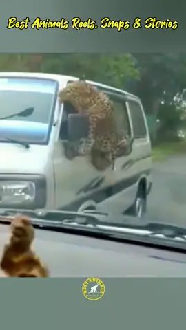 Leopard jumps over the barbed wire and Try to attack the driver 😱 #leopard #bestanimalsreels #bigcat #bigcats #wildcats #wildcat #assamjorhat #safari #nature #wildlife #wildlifephotography #wildanimals #wildanimalsphotography #aminebelhouari 