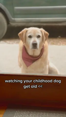 why do i do this to myself  #dog #dogs #dogsoftiktok #seniordog #fyp #foryoupage #greenscreenvideo #greenscreen 