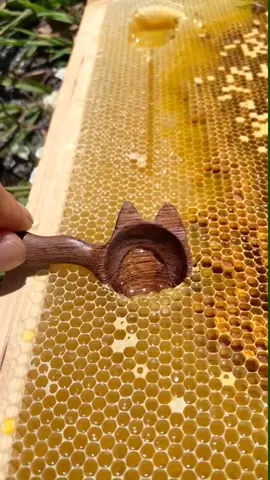 🍯🐝#foryou #asmr #satisfying #honey #food #cool #trick #oddlysatisfying #fyp #ideatimes #fypシ 