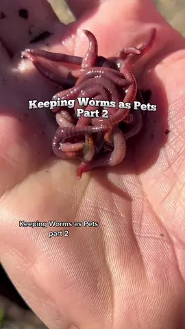 The biggest misconception about keeping #worms they dont eat your garbage, #microbes do it first then the worms finish off the job! Thats why #compost is the superior starting material as your #earthworms bedding! #vermicompost #vermiculture #DIY #earthwormcastings #naturalplantcare #PlantTok #gardentok #houseplants #plantcare #gardenproject #natural #fertilizer #plantagarden 