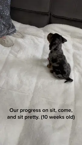 Next we are going to work on leash training…#puggle #puppytraining #lucythepuggle 