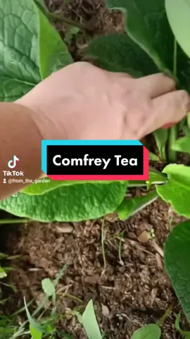 Comfrey is a magical plant that draws nutrients deep from within the soil. It's leaves can be used medicinally for human topical use and steeped as a stinky tea to fertilize your garden! #gardentok #comfrey #comfreytea #growingherbs #herbalist #diygarden #urbangarden #cheapgarden #diyfertilizer 
