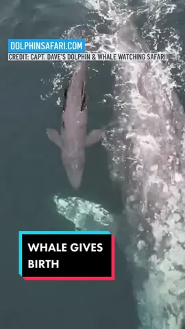 MAGICAL!  🐳 A whale watching tour caught a once-in-a-lifetime sight of a gray whale giving birth off the #California coast. And then proud mama showed off her new baby calf to the tour boat. Go to #NBCLA dot com for the full story. 📸: @captdaveswhalewatching  