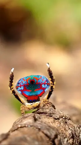 Here's a video showing just how sparkly male peacock spiders can be when in full sunshine 🌞🤩 📸 IG @flynn_prall #ausgeo#peacockspider#spiderlovers