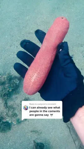 Replying to @evelynnn Another very weird Sea Cucumber 🤯 #animals #weirdcreatures #fishtok #foryoupage #fyp 