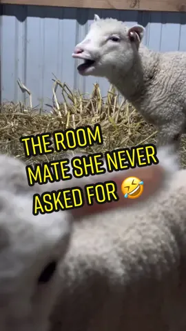 She may be a little bit spoiled…. Maybe.  #Vlog #sheepfarmer #sheepfarm #farm #lambing #lambingseason #lambs #sheep #tinklesthesheep #tinkles #tinklesjourney 