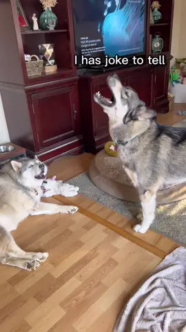 Dogs god jokes 🤣  . . . #funnydog #dogsoftiktok #huskies #siberianhusky #howl #huskiesoftiktok #howlingdog #howlingdog #howlingwolf #funnnydogs #tiktokdog #singinghusky #backtalk #foryou #fypシ #dogsoftiktokviral #huskylife 