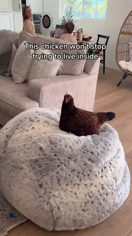 HER FACE AT THE END ☠️ #petchicken #indoorchicken #FamilyFun #tiktokfamily #foryou #funny 