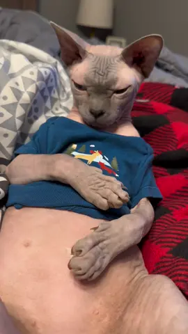 Replying to @feliciaadkins22314 The answer is inconclusive #k18resultsk18partner  #k18results #sphynx #cats #hairlesscat #pets #catvideo #kitty #PetsOfTikTok  