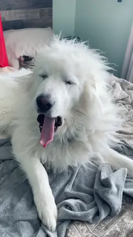 Mornings with Jeddon #jackson #jacksonthegreatpyrenees #greatpyrenees #greatpyreneeslife #pyranees #greatpyr #pyr #cutestboyever #bestboyever #bestie #bestfriend #floof #bedhead #crazyhair #dog #dogs #dogsoftiktok #livestockguardiandog #guarddog #fyp #fypage #fypage #fypシ゚viral 