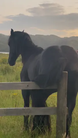 Need a laugh? 🤔 Here’s Jorrit scratching his Bum 😁 JORRIT S (Alwin 469 x Haitse 425) | KFPS Friesian Stallion #friesian #friesians #friesiannz #horsesnz #friesianstallion #blackstallion #KFPS #friesianhorse  #friesiansofinstagram #andalusian #alwin469son #JORRIT #aoteastud #horsesnz #nzhorses #horse #horsesofinstagram #equine #equineofinstagram #equinephotographer #equestrian #equestrianlove 