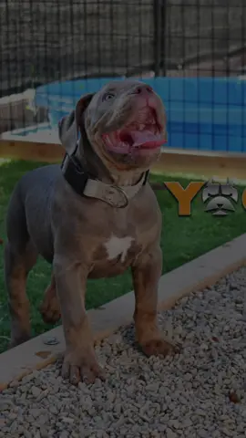 #viral #k18results #americanbully #yogi #CapCut #toxic #yellowstonetv 