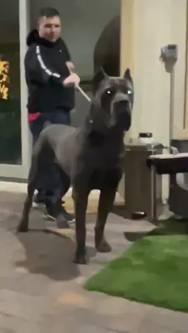 Drako👑, the biggest XL Cane Corso male in the world 🌎 #canecorsolove #canecorsofans  #canecorsorule #canecorsos #canecorsoinstagram #canecorso_of_lovers  #canecorso_spotlight  #canecorsoloversofinstagram #canecorsofamily #canecorsoactionphotos #canecorsopup #canecorso4life  #canecorsolovers #canecorsosofinstagram #canecorsoitaliano  #canecorsoitaliano #corsolove #canecorso #canecorsopuppy  #lasvegascanecorso #canecorsomania #canecorsomastiff  #canecorsoforsale #canecorsoofinstagram