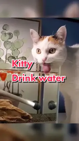 The little kitty drinks water,silly and cute #foryou #fy #fyp #cute #kittycat #funnyvideos