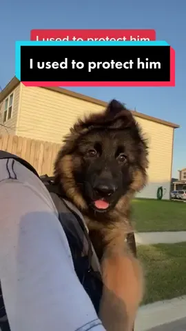 German Shepherds the Great Protectors #germanshepherd #puppy #guarddog #dogsoftiktok 