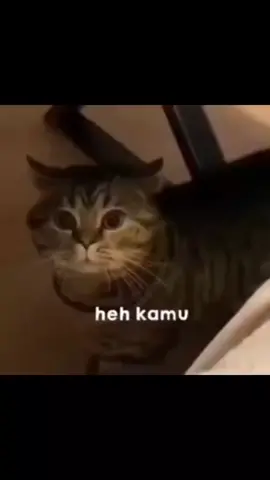 Kesel sih kesel, tp ga gitu jg X... #kucinglucu #cat 