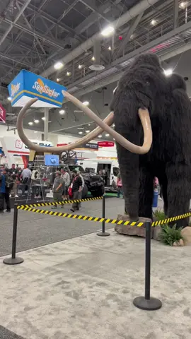 Life size Wooly Mammoth 🦣 #fyp #fypシ #foryou #foryoupage #extinct #dinosaur #elephant #pleistocene #onlyinvegas #lasvegas #giant #tusk 