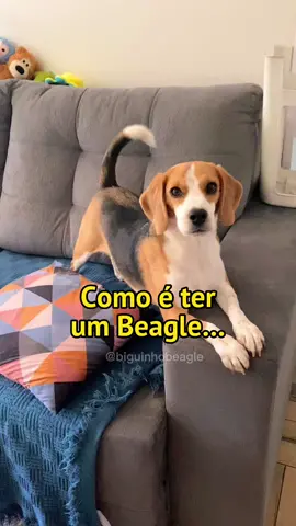 #memestiktok😂😂 #cachorrostiktok #cachorrosengraçados #cachorrobagunceiro #cachorroterrivel #beagle 