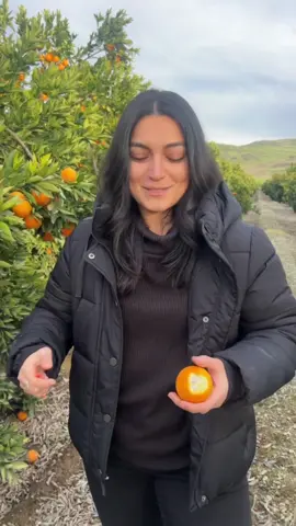 We're movin' on up: blood orange. Thanks for watching my videos, gang ❤️ big thanks to @Sunkist + @WhistlePig Whiskey for inviting me out to the groves #ad #fruit #knifeskills #LifeHack #wlw #LearnOnTikTok #storytime 