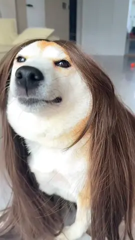 am I your baby...mua #petlover #dogsoftiktok #doglover #DogTraining #dogwig #omghowcute