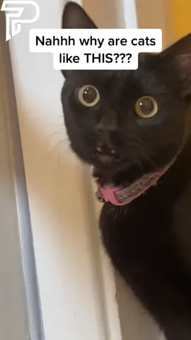 The cat’s reaction was too funny 😂😂😂 (@_charlierichardson) #pubity 