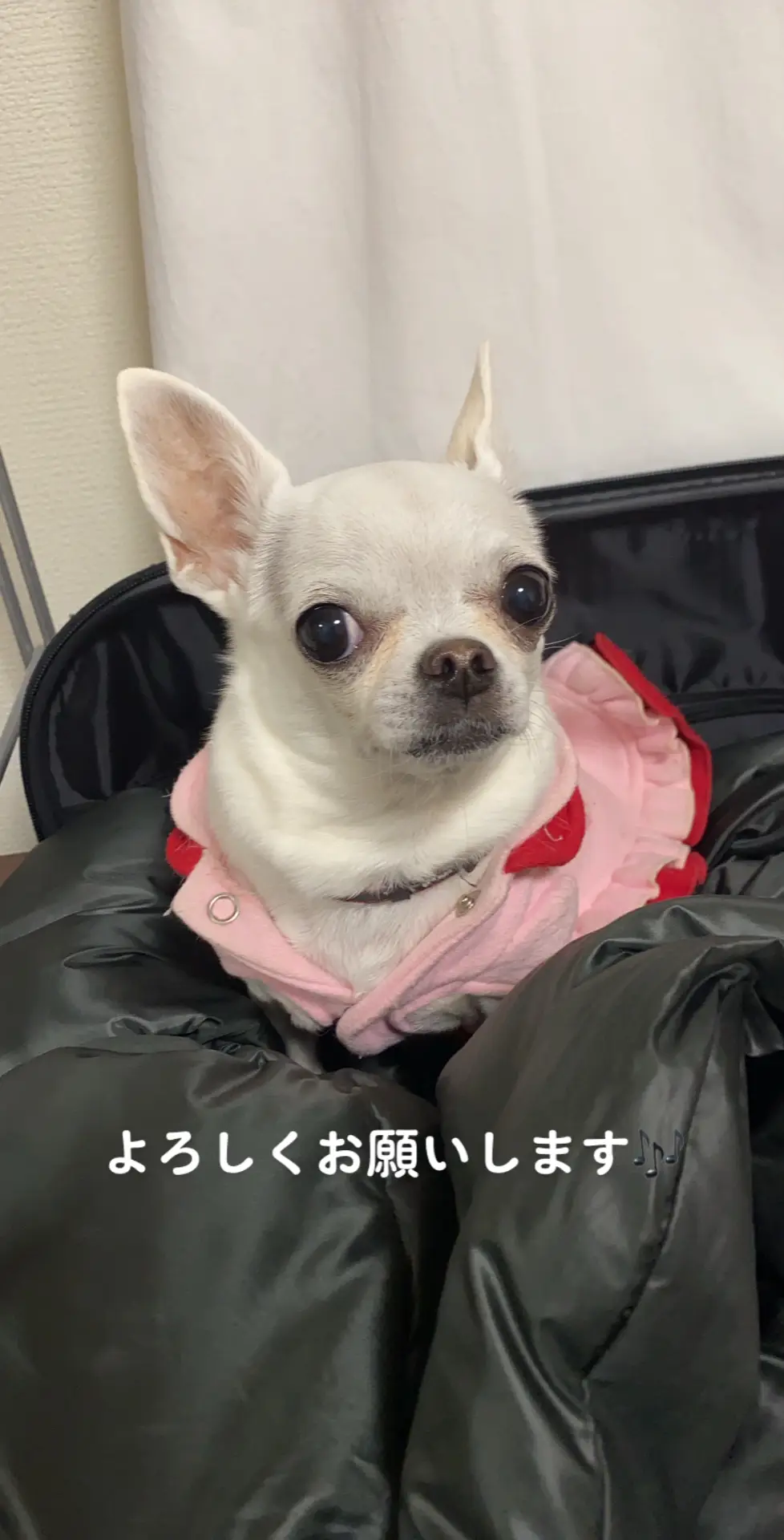 #犬 #犬のいる暮らし #犬のいる生活  ワンコ好きさんで、楽しい日常会話をしませんか？