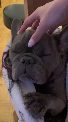 2022 was a lot! 2 IVDD surgeries. But 2023 will be a healthy one! Follow for healthy tips from my mama! #fyp #frenchiesoftiktok #PetsOfTikTok #dogsoftiktokviral 