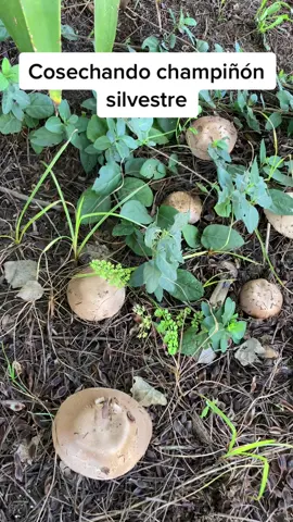 Cosechando champiñón silvestre en mi finca ##seta##agaricus##ecohuertoderenato##hongoscomestibles