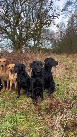 Like butter wouldn’t melt, Todays Team .. #labradorretriever #chapelfarmdogfood #pheasantshooting #chocolatelab #foxredlab #yellowlab #blacklab #training #teampureflax #gundogtrainer  #slingleygundogs #pickingupteam #fielddoglife #gundog #instavideo