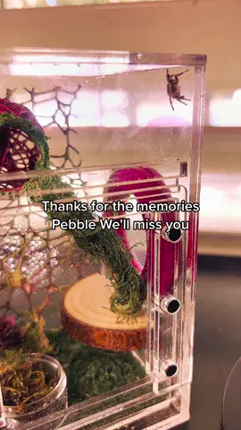 Pebble was about 9 months old. Average life for a Regal Jumping spider in captivity is 1-3 years. We’ve been in contact with the breeder and she is going to send us a new baby. She said not to be too hard on ourselves. It could have been any number of things. Pebble was so loved and will be missed. 😭