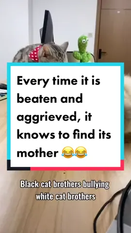 Every time it is beaten and aggrieved, it knows to find its mother 😂😂 #cats #cat #catsoftiktok #kitten #kittensoftiktok #kittens #pet #petcat #pets #funny #funnycat #funnytiktok #fyp #funnyvideos #fypシ #kitten #kittenlove 
